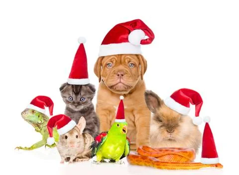 Large group of pets in red christmas hats. isolated on white background Stock Photos
