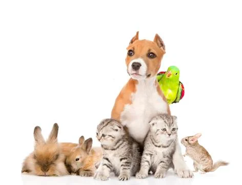 Large group of pets together in front. Isolated on white background Stock Photos