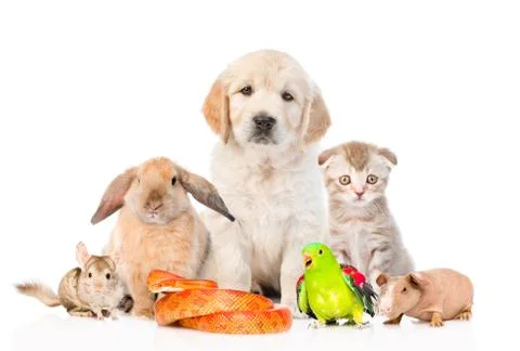 Large group of pets together in front view. Isolated on white background 库存照片