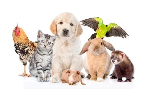 Large group of pets together in front view. Isolated on white background 스톡 사진