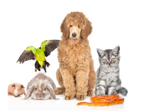 Large group of pets together in front view. Isolated on white background 写真素材