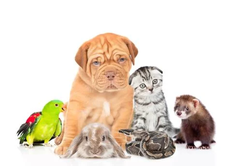 Large group of pets together in front view. Isolated on white background Stock Photos