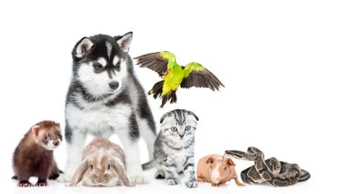 Large group of pets together in front view. Isolated on white background Foto stock