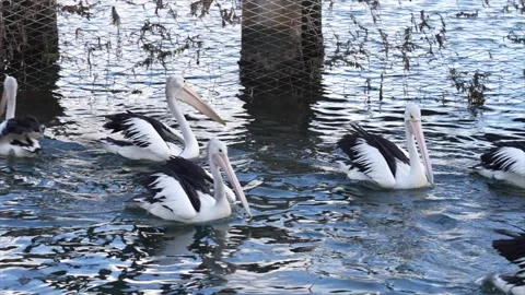 Large group pf pelicans at the tidal pools in Woy Woy, Australia Vídeos de archivo 332684407