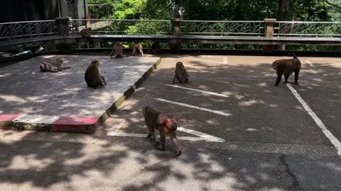 A large group of pig-tailed macaques are active in a park in Thailand. Vídeos de archivo 337767871