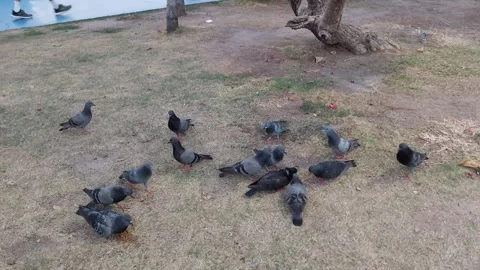 A large group of pigeons eats food. Stock-Footage 300055083