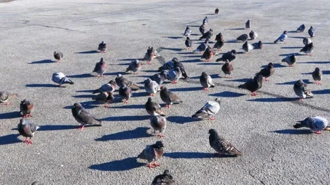 A large group of pigeons fly off together Stock Footage 144224134