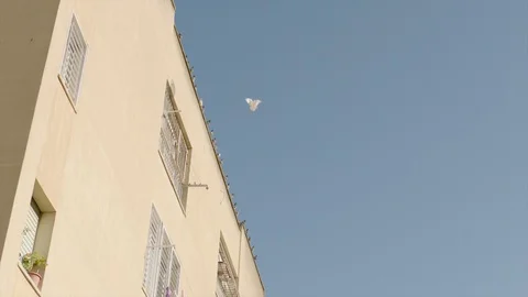 Large group of pigeons flying from building roof. Jerusalem, Israel. Vídeos de archivo 104531231