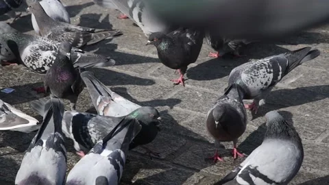 A large group of pigeons Stock Footage 173800554