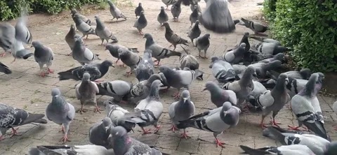 Large Group of Pigeons on a Park Path Stock Footage 335522477