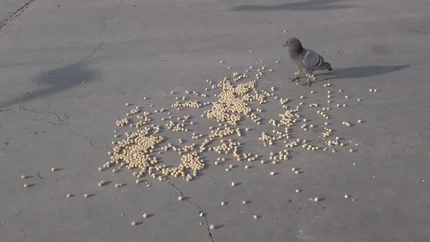 Large group of pigeons walking and bobbing their heads and pecking. Stock Footage 117032234