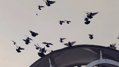 Large group of pigeons walking on building sidewalk grey feed seeds feather 스톡 동영상 109462445