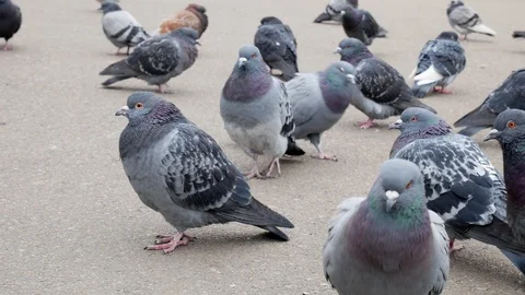 Large group of pigeons walking Stock Footage 106719555