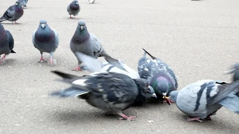 Large group of pigeons walking Stock Footage 106720002
