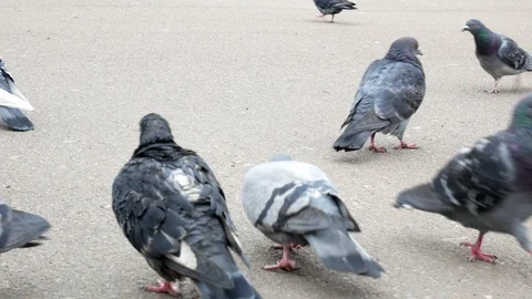 Large group of pigeons walking Stock Footage 106720479