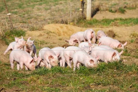 A large group of piglets playing and exploring behind their stall Stock Photos