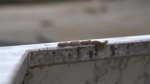 Large Group of Processionary Caterpillars Forming a Cluster Stock Footage 302213554