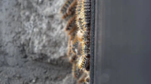 Large Group of Processionary Caterpillars Forming a Cluster Stock Footage 302214208