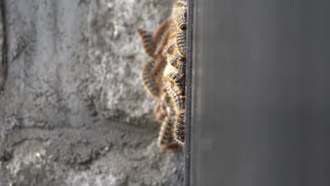Large Group of Processionary Caterpillars Forming a Cluster Video stock 302214460