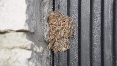 Large Group of Processionary Caterpillars Forming a Cluster Stock Footage 302214488