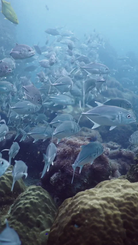 Large group of Pseudocaranx swim among coral Stock Footage 267732083