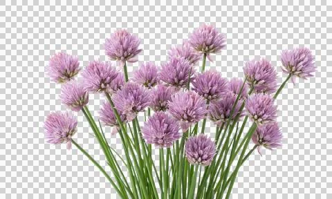 Large group of purple chive flowers on green stems, isolated background 스톡 사진