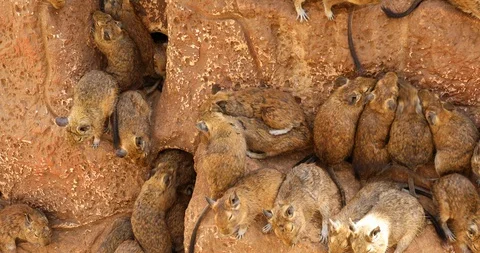 Large group of rats Stock Footage 85922041