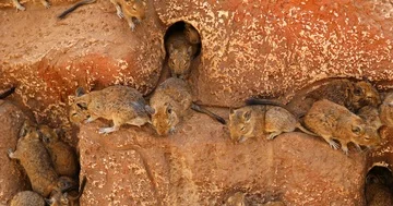 Large group of rats Stock Footage 85923196