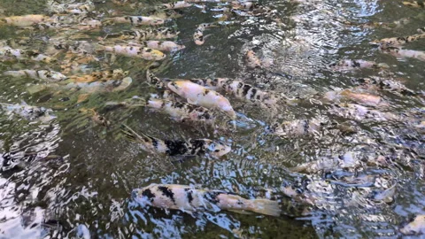 A large group of red carp fish swimming in a pond Stock Footage 309380936