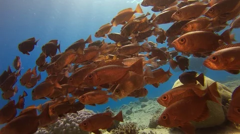 A large group of red fish underwater Stock-Footage 128087646