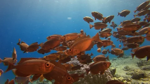 A large group of red fish underwater against the backdrop of the sun Stock-Footage 128087668