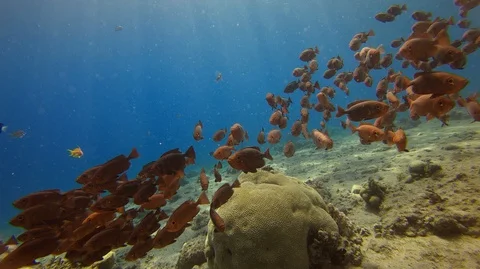 A large group of red fish underwater against the backdrop of the sun Stock Footage 128099313