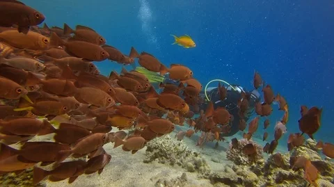 A large group of red fish underwater and diver Stock-Footage 128100040