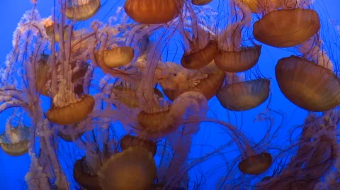 Large group of Red Jellyfish Stock Footage 1020109