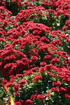 A large group of red mums with focus in the foreground Stock-Fotos