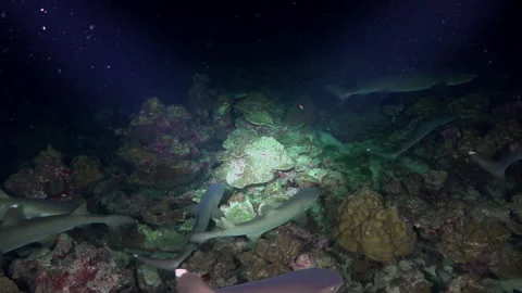 Large group of reef sharks continuously swim ocean in dark. Stock Footage 232790773
