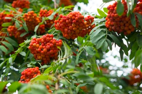 Large group of rowan berries on the tree Stock Photos