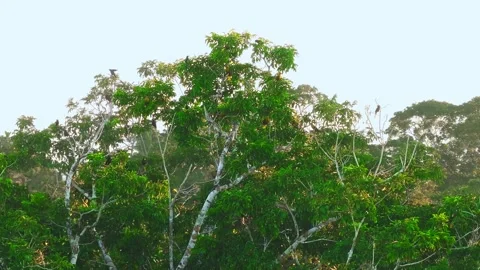 Large Group of Russet-Backed Oropendolas on Tree Canopy in Tambopata, Peru, Stock Footage 314331365