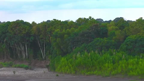 Large Group of Russet-Backed Oropendolas Landing on Riverside Trees in Stock Footage 314331584