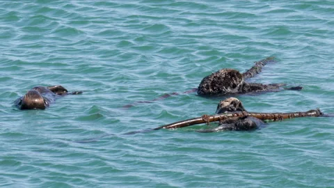 Large group of sea otters floating on water in Morro Bay, California Stock Footage 152651755
