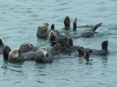 Large group of sea otters Stock-Footage 545294