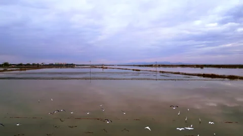 A large group of seagulls flies over some rice fields Stock Footage 280276621