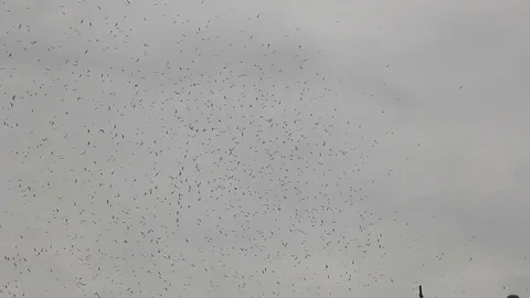 Large group of seagulls flying above a lake in Veracruz, Mexico Vídeos de archivo 75047367