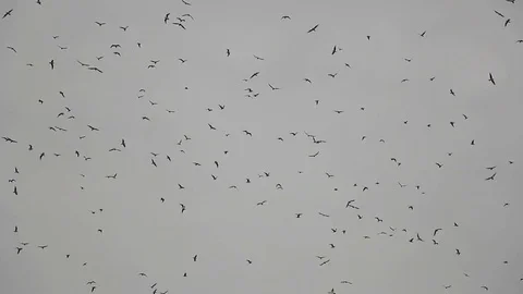 Large group of seagulls flying above a lake in Veracruz, Mexico Stock-Footage 75047406