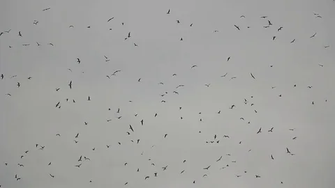 Large group of seagulls flying above a lake in Veracruz, Mexico Video stock 75047407
