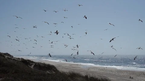 A large group of seagulls flying close to the camera on a beach. Stock Footage 116437853