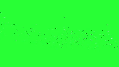 A large group of seagulls isolated on Green screen, chroma key background. Stock Footage 131263199