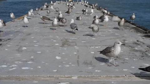 Large group of seagulls on top of a floating platform on the Arade River. Vídeos de archivo 255168307