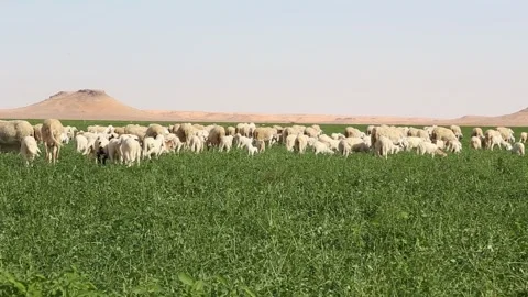 Large group of sheep grazing in a field with desert hills in the distance 스톡 동영상 318831560