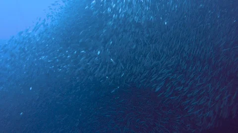 A large group of small fish are swimming Stock Footage 127612121